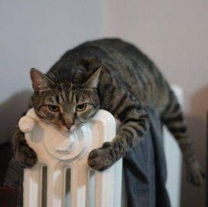 Meet your Posher, Celine